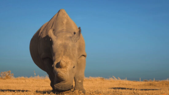 Kifaru Rising